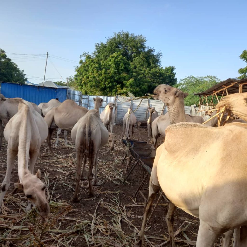 The Advantages of Camels in Somalia: A Vital Resource in Challenging Environments